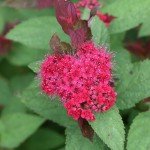 2 Gallon Double Play Doozie Spirea Shrub