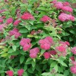 2 Gallon Double Play Doozie Spirea Shrub