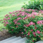 2 Gallon Double Play Doozie Spirea Shrub