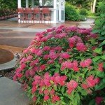 2 Gallon Double Play Doozie Spirea Shrub