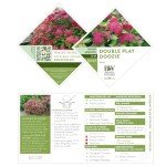 2 Gallon Double Play Doozie Spirea Shrub