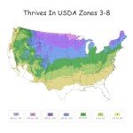 2 Gallon Double Play Doozie Spirea Shrub