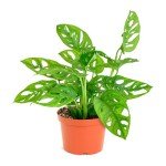 Monstera Adansonii Indoor Plant - Easy Care Houseplant