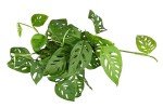 Monstera Adansonii Indoor Plant - Easy Care Houseplant
