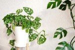 Monstera Adansonii Indoor Plant - Easy Care Houseplant