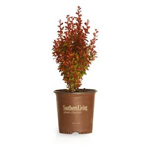 Orange Rocket Barberry Shrub - 2 Gallon Pot