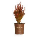 Orange Rocket Barberry Shrub - 2 Gallon Pot