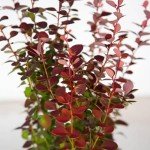 Orange Rocket Barberry Shrub - 2 Gallon Pot