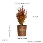 Orange Rocket Barberry Shrub - 2 Gallon Pot
