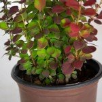 Orange Rocket Barberry Shrub - 2 Gallon Pot