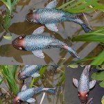 Set of 2 Antique Koi Fish Garden Statues