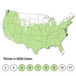 Orange Rocket Barberry Shrub - 2 Gallon Pot