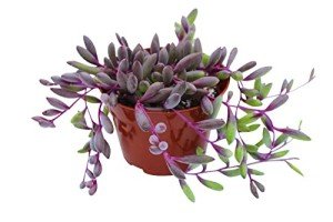 Othonna Capensis Ruby Necklace Live Succulent Plant