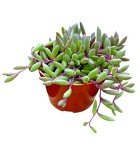 Othonna Capensis Ruby Necklace Live Succulent Plant