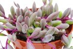 Othonna Capensis Ruby Necklace Live Succulent Plant