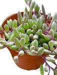 Othonna Capensis Ruby Necklace Live Succulent Plant