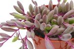Othonna Capensis Ruby Necklace Live Succulent Plant