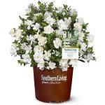 Southern Living Jubilation Gardenia - 2 Gal - Fragrant