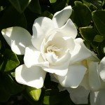 Southern Living Jubilation Gardenia - 2 Gal - Fragrant