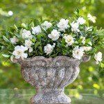 Southern Living Jubilation Gardenia - 2 Gal - Fragrant