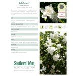 Southern Living Jubilation Gardenia - 2 Gal - Fragrant