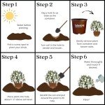 Southern Living Jubilation Gardenia - 2 Gal - Fragrant