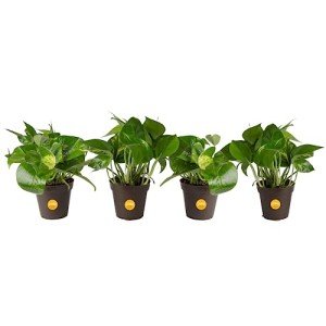 Pothos Plant Set - Easy Indoor Decor, Pack of 4