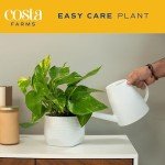 Pothos Plant Set - Easy Indoor Decor, Pack of 4