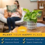 Pothos Plant Set - Easy Indoor Decor, Pack of 4