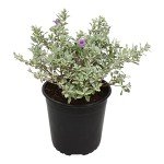 Silverado Sage Plant for Outdoor Garden Decor