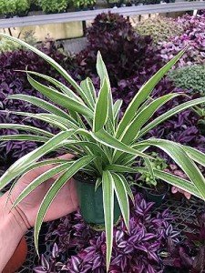 Extra-Large Variegated Spider Plant - Low Maintenance