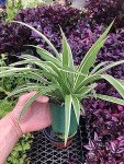 Extra-Large Variegated Spider Plant - Low Maintenance