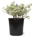 Silverado Sage Plant for Outdoor Garden Decor