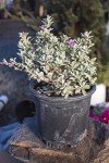 Silverado Sage Plant for Outdoor Garden Decor