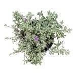 Silverado Sage Plant for Outdoor Garden Decor