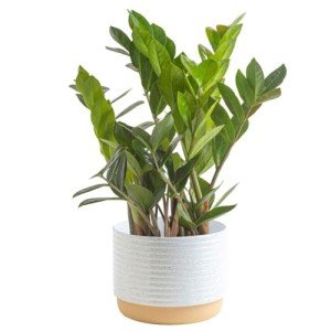 ZZ Plant in Modern Planter - Indoor Air Purifier