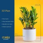 ZZ Plant in Modern Planter - Indoor Air Purifier