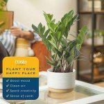 ZZ Plant in Modern Planter - Indoor Air Purifier