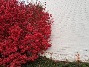 Dwarf Burning Bush & Euonymus Shrubs - 2 Pack