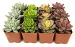 12-Pack Potted Live Succulent Plants for Home