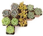 12-Pack Potted Live Succulent Plants for Home