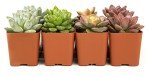 12-Pack Potted Live Succulent Plants for Home