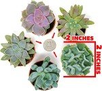 12-Pack Potted Live Succulent Plants for Home