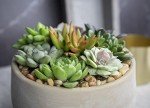 12-Pack Potted Live Succulent Plants for Home