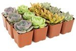12-Pack Potted Live Succulent Plants for Home