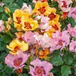 Dormant Bare Root Shrub Rose Plant by Breck's