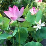 10pcs Colorful Lotus Seeds for Indoor and Outdoor Gardens