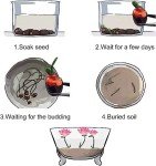 10pcs Colorful Lotus Seeds for Indoor and Outdoor Gardens