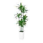 6FT Artificial Dracaena Tree with White Planter