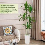 6FT Artificial Dracaena Tree with White Planter